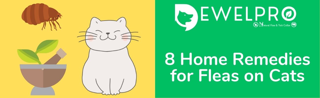 Home remedies for cat fleas best sale