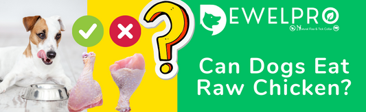 Can Dogs Eat Raw Chicken?