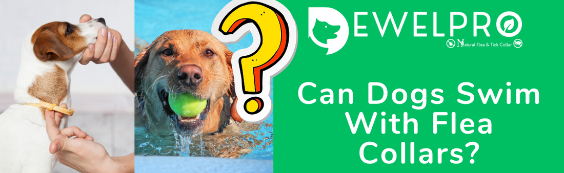 Can Dogs Swim With Flea Collars?