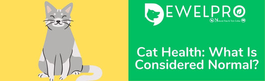 Cat Health: What Is Considered Normal?