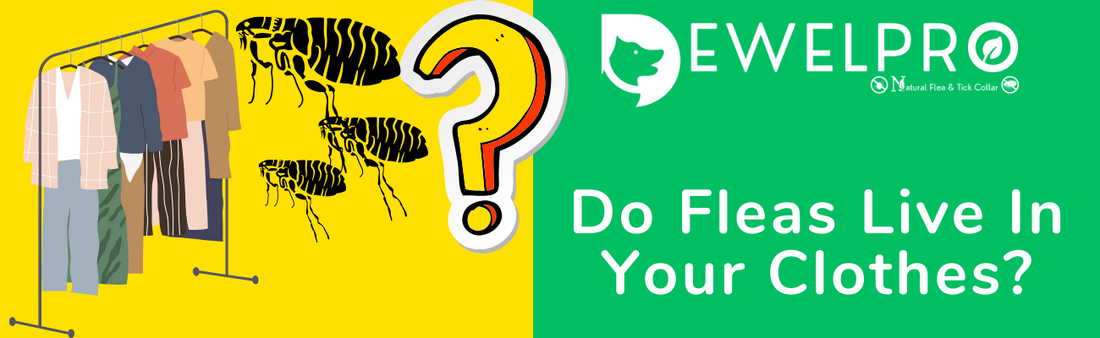 Do Fleas Live In Your Clothes?