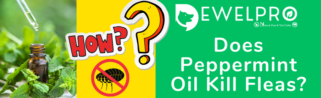 Does Peppermint  Oil Kill Fleas?