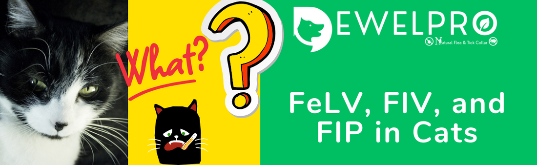 FeLV, FIV, and FIP in Cats