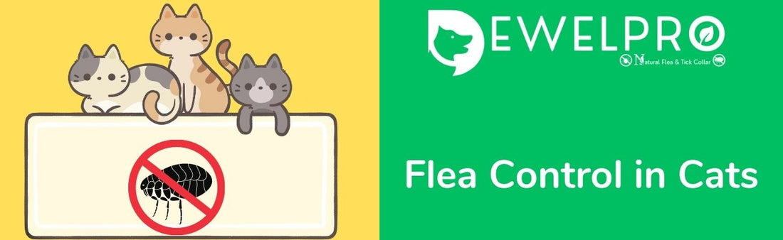 Flea Control in Cats