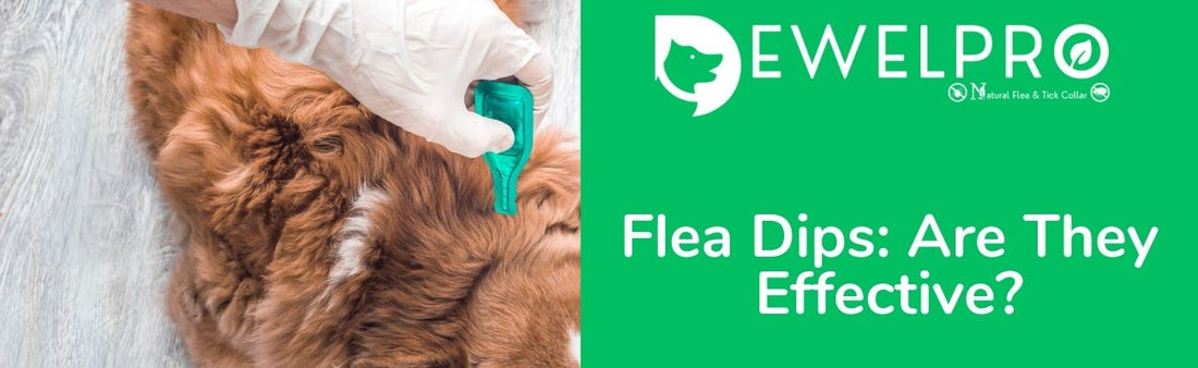 Flea Dips: Are They Effective?