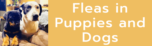 Fleas in Puppies and Dogs