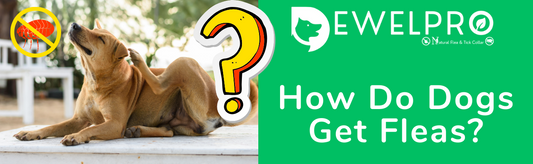 How Do Dogs Get Fleas?