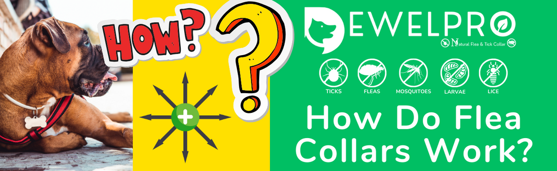 How Do Flea Collars Work?