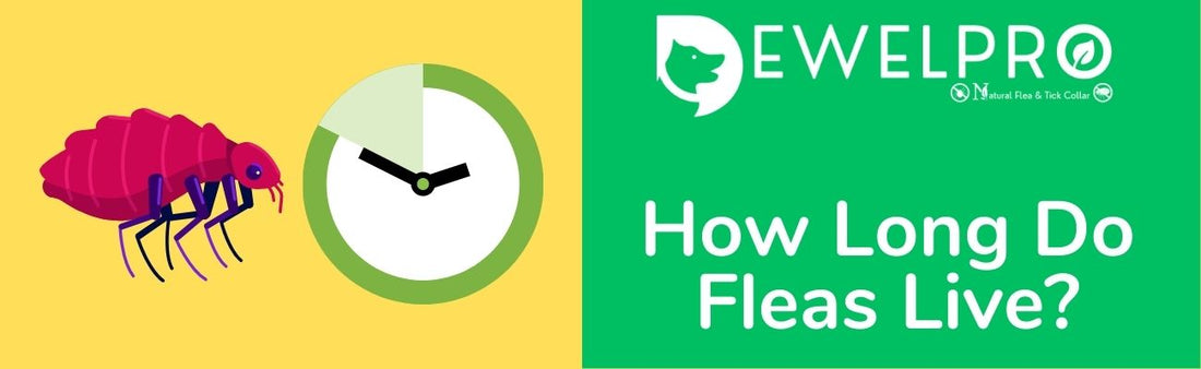 How Long Do Fleas Live?