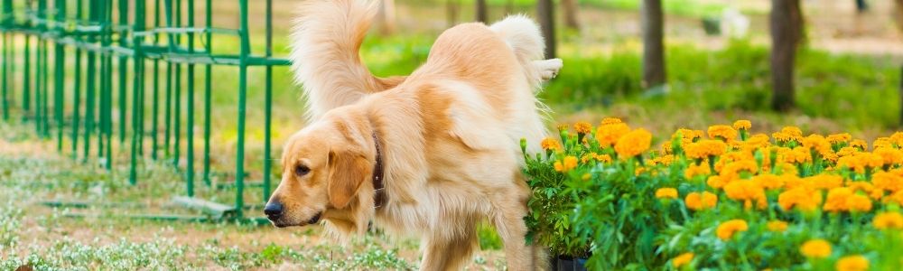 How Often Do Dogs Need to Pee?