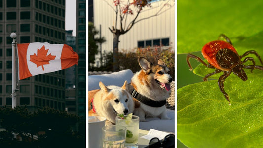 Summer Pet Safety Guide for Canadian Dog Owners: Heat, Crowds, and Outdoor Pest Risks