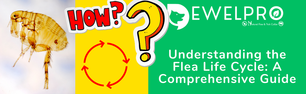 Understanding the Flea Life Cycle: A Comprehensive Guide