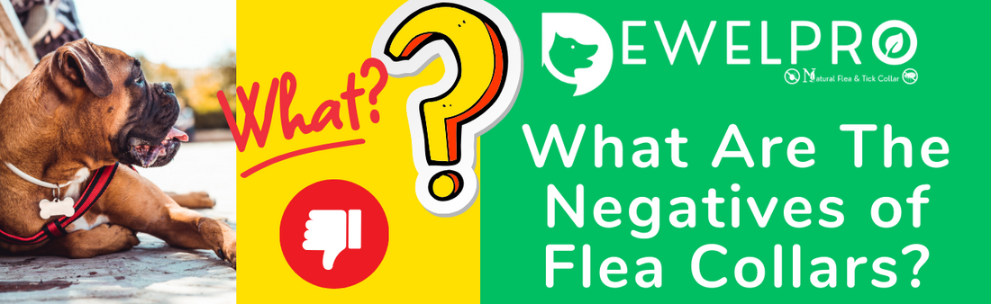 What Are The Negatives of Flea Collars?