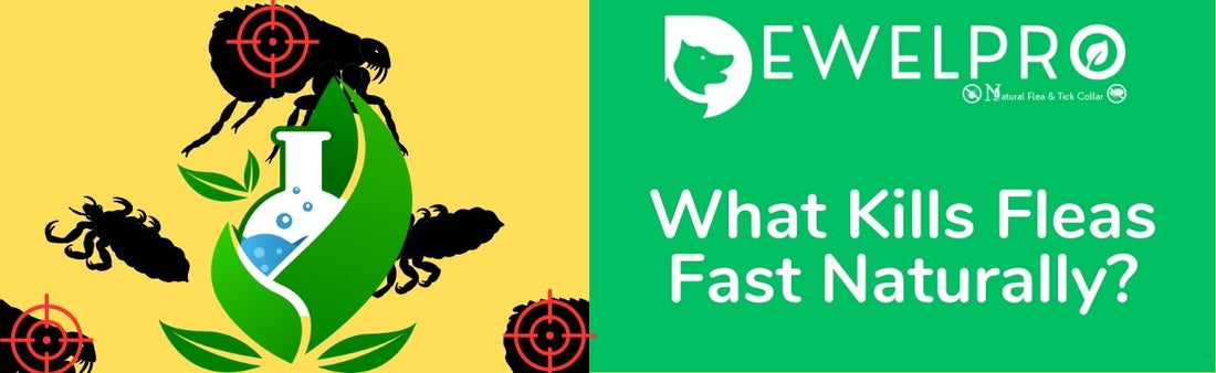 What Kills Fleas Fast Naturally?