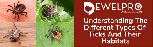 The Different Types Of Ticks And Their Habitats