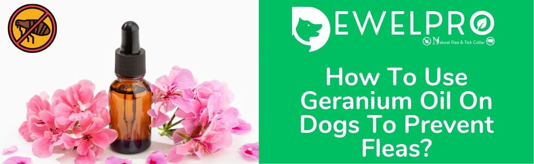 How To Use Geranium Oil On Dogs To Prevent Fleas?