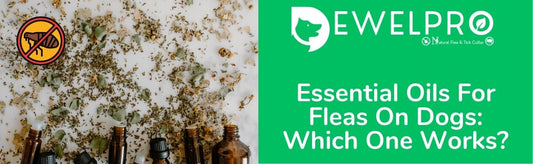 Essential Oils For Fleas On Dogs: Which One Works?