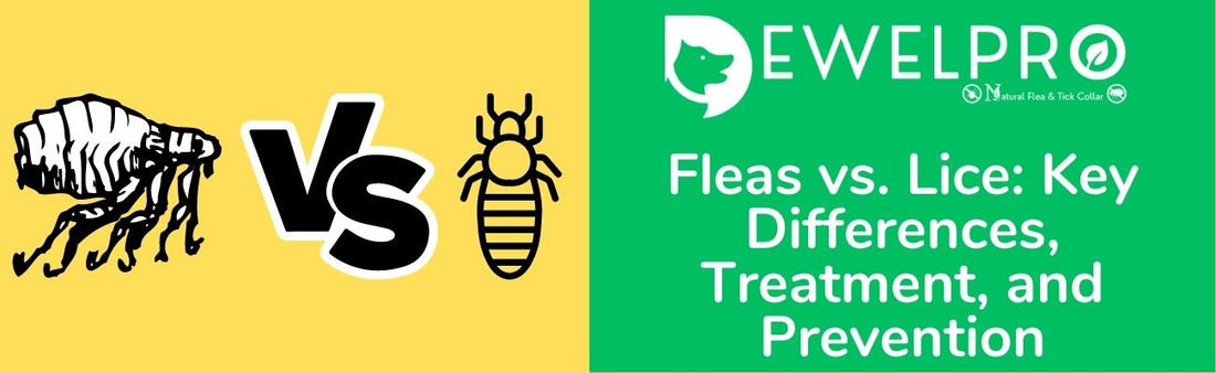 Fleas vs. Lice: What You Need to Know