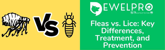 Fleas vs. Lice: What You Need to Know