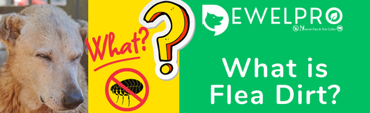 What is Flea Dirt?