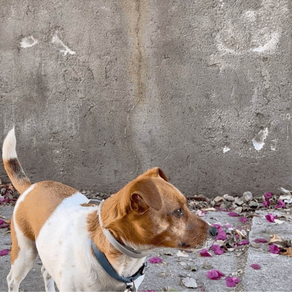 A medium dog wearing a DEWEL Flea Collar is standing on a street with a concrete wall in the background