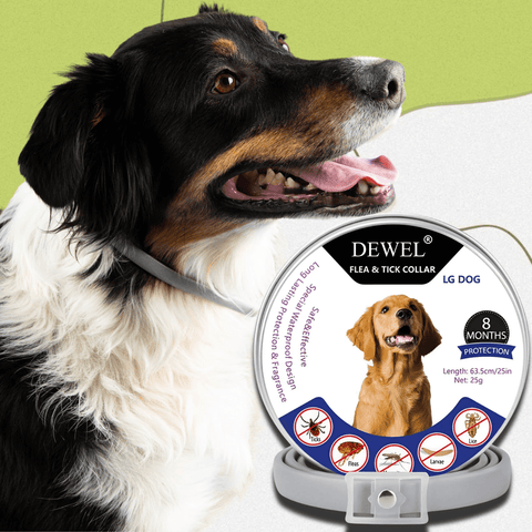 Dog wearing a Dewel flea and tick collar with product packaging in the foreground.
