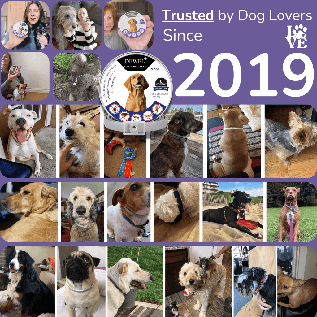 Happy Customers — DEWEL Flea & Tick Collar for Dogs — Since 2019