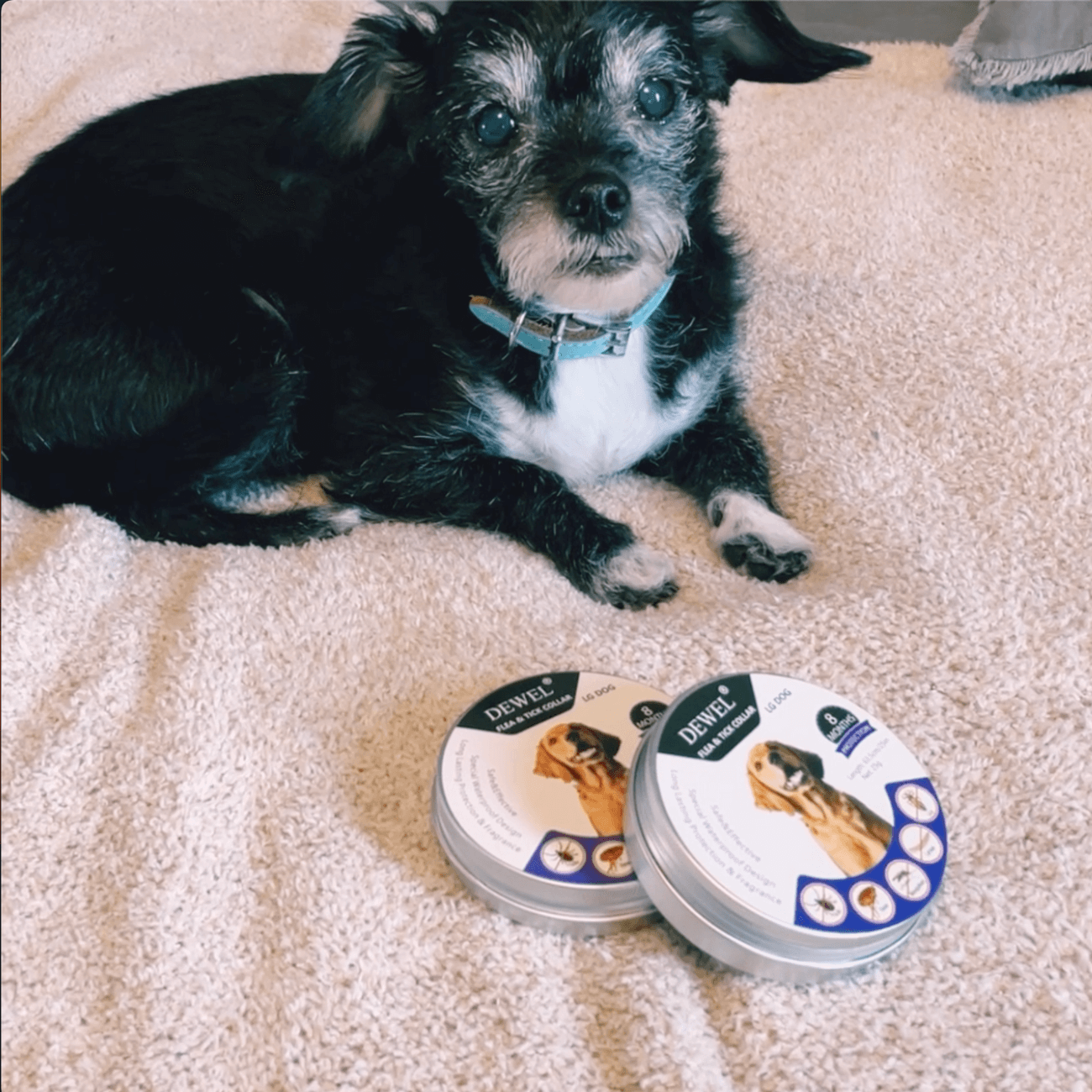 Buy 2 Save 20% — DEWEL Flea & Tick Collar for Dogs