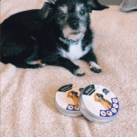 Buy 2 Save 20% — DEWEL Flea & Tick Collar for Dogs