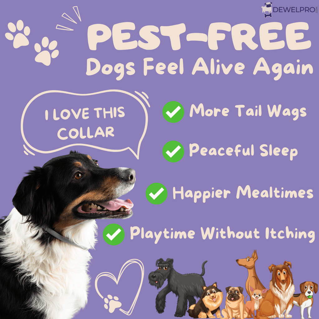 Pest-FREE_Dogs_Feel_Alive_Again_1_1